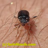 /home//u458753944/public_html/sourcegallery//////////////////Insects and small critters/beetles (Coleoptera)/P8140185.JPG